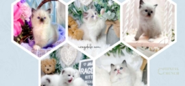 Ragdoll Kittens For Sale Near Me United States, New York