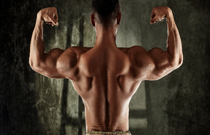 muscle hypertrophy