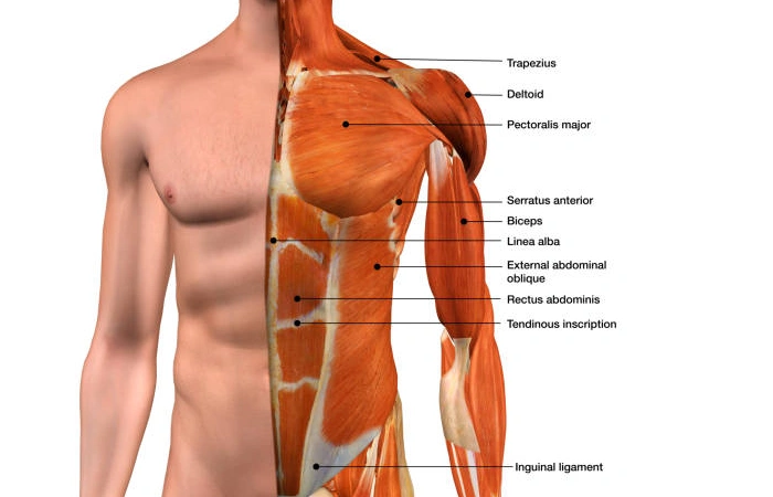 upper body anatomy